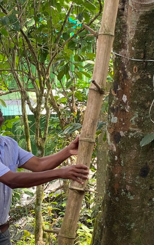 Bamboo ladder used in pepper harvest