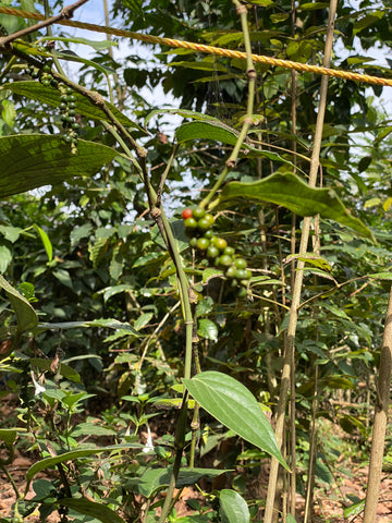 Tribal pepper vines in Thekkady, Kerala