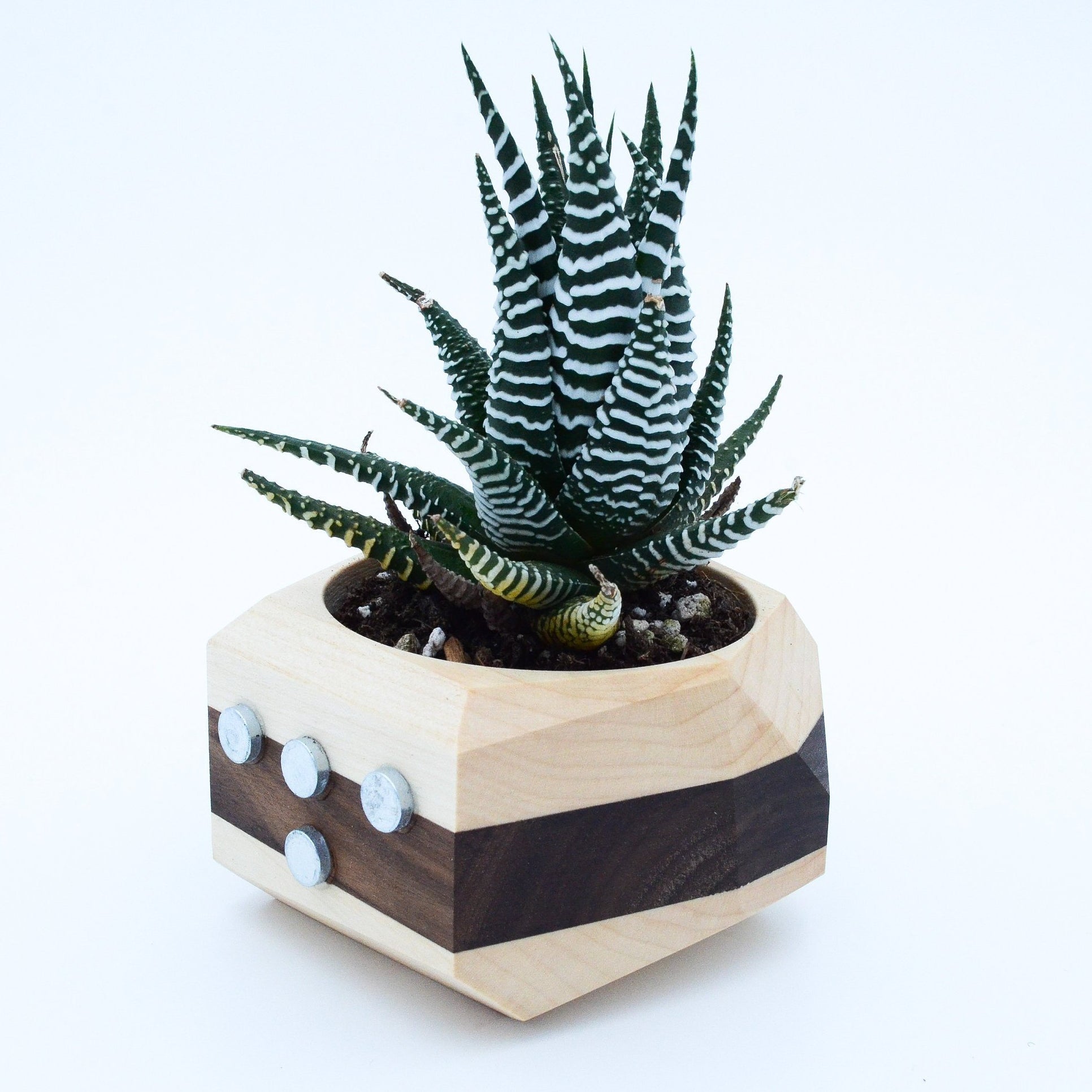 Magnetic Geometric Cactus & Succulent Planter