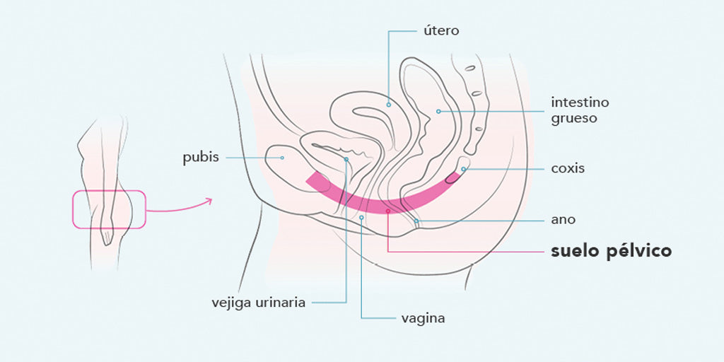 suelo pélvico