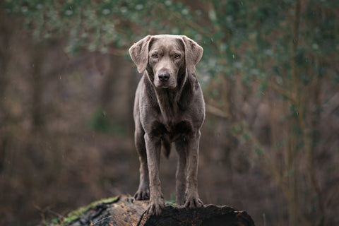 Silver Labrador Retriever Deutschland Petbud Tierfoto Produkte