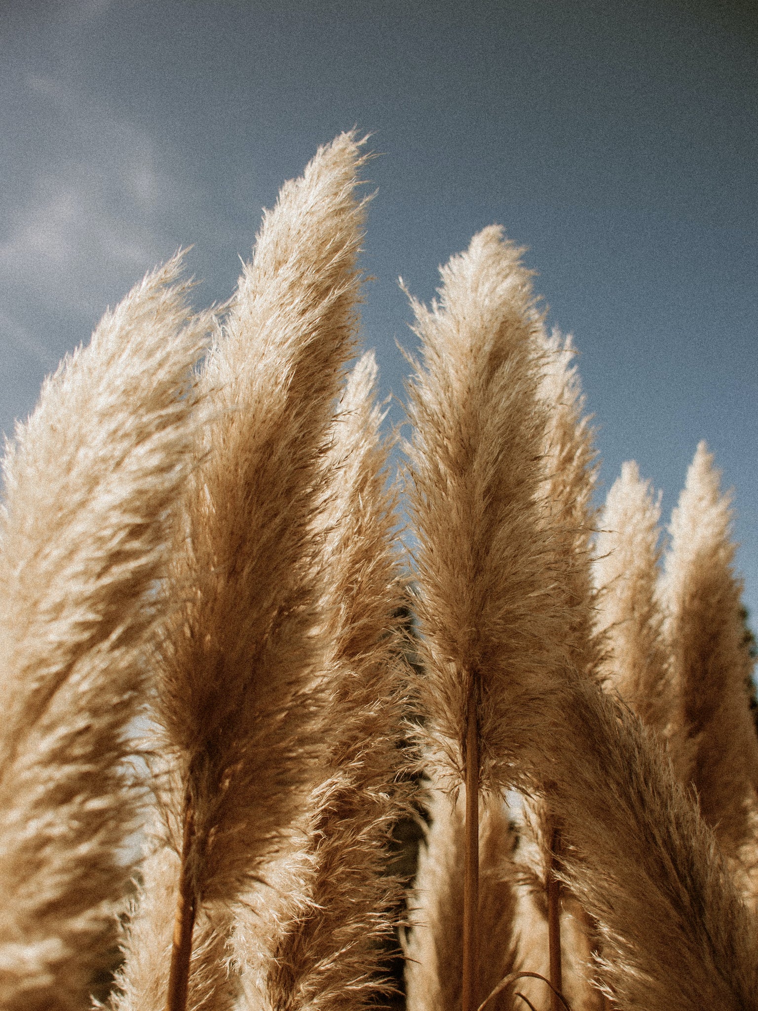 reed grass wind sky