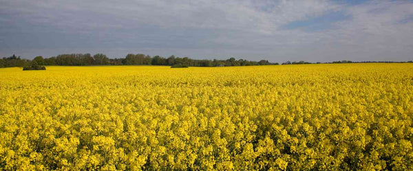 Rape Seed Oil