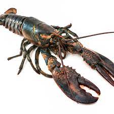 alive lobster
