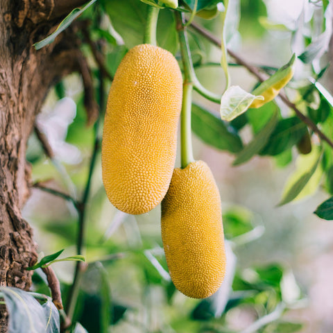 jackfruit