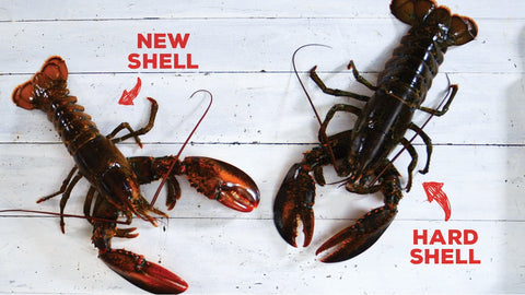 hard shell and soft shell lobster