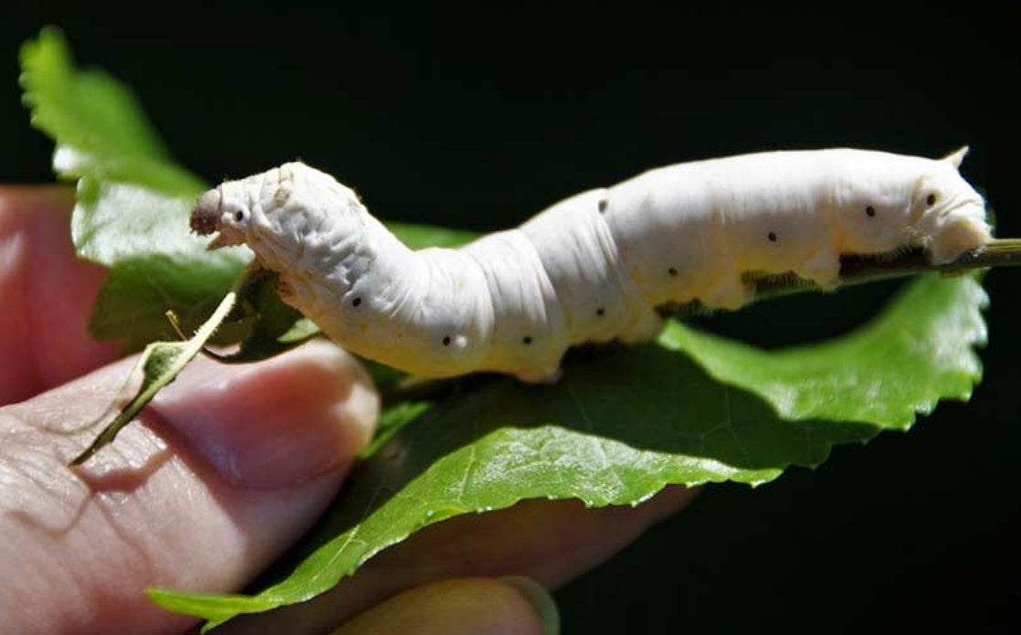 muga silkworm