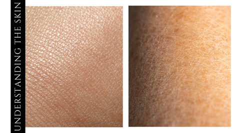 Image comparing moisturized skin to dry skin