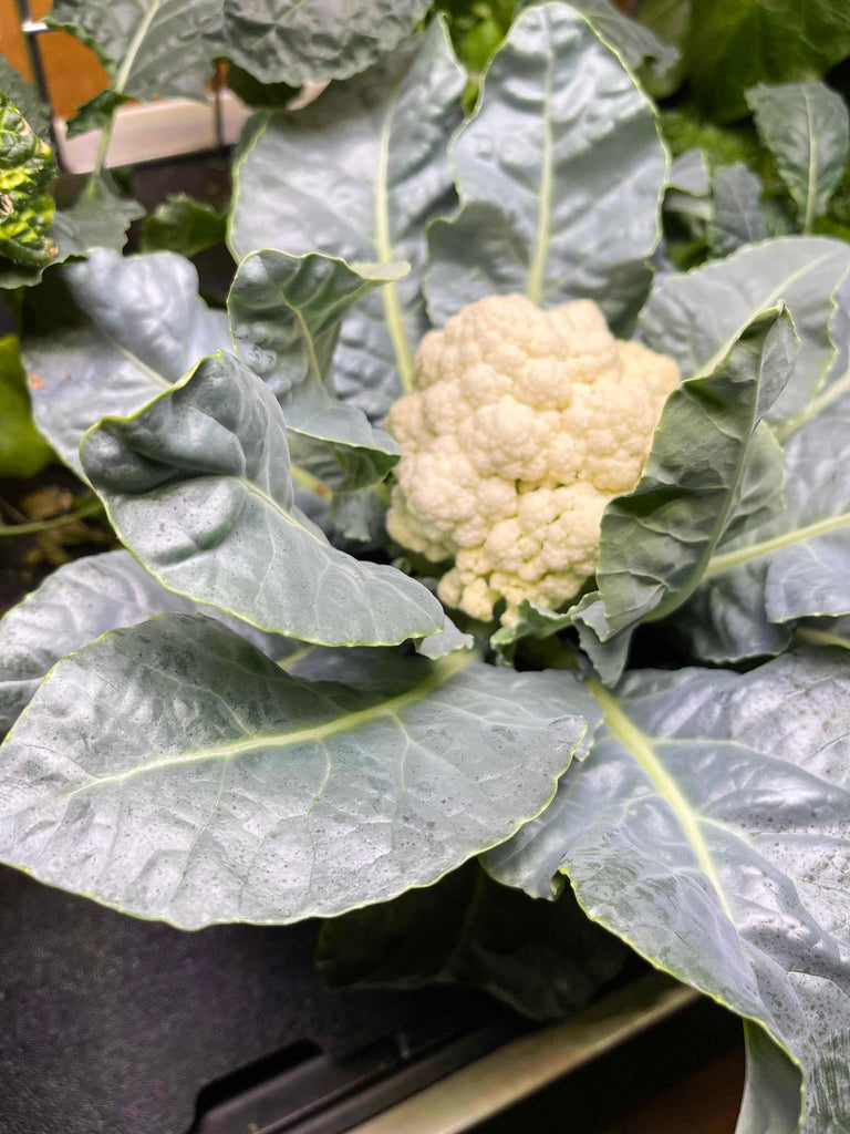 Cauliflower grown in A Rise Garden