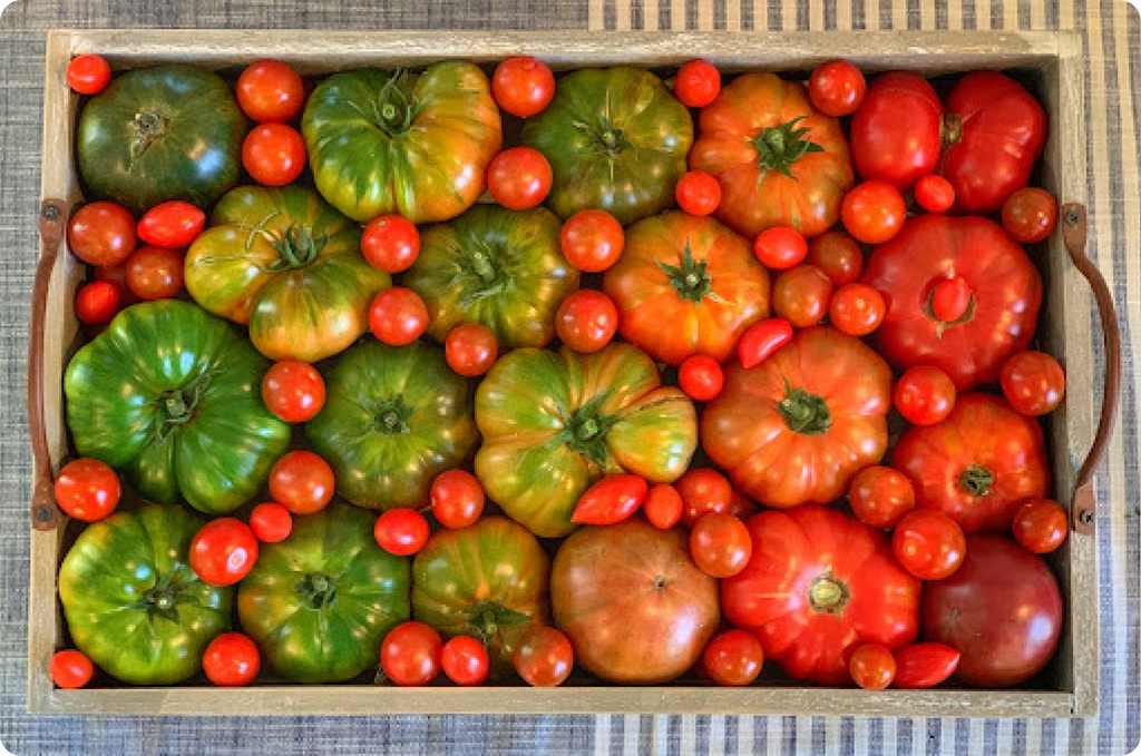 Tomato varieties harvested in The Rise Garden and outdoors