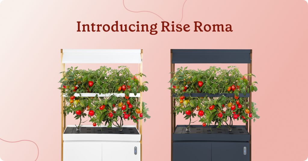 introducing rise roma