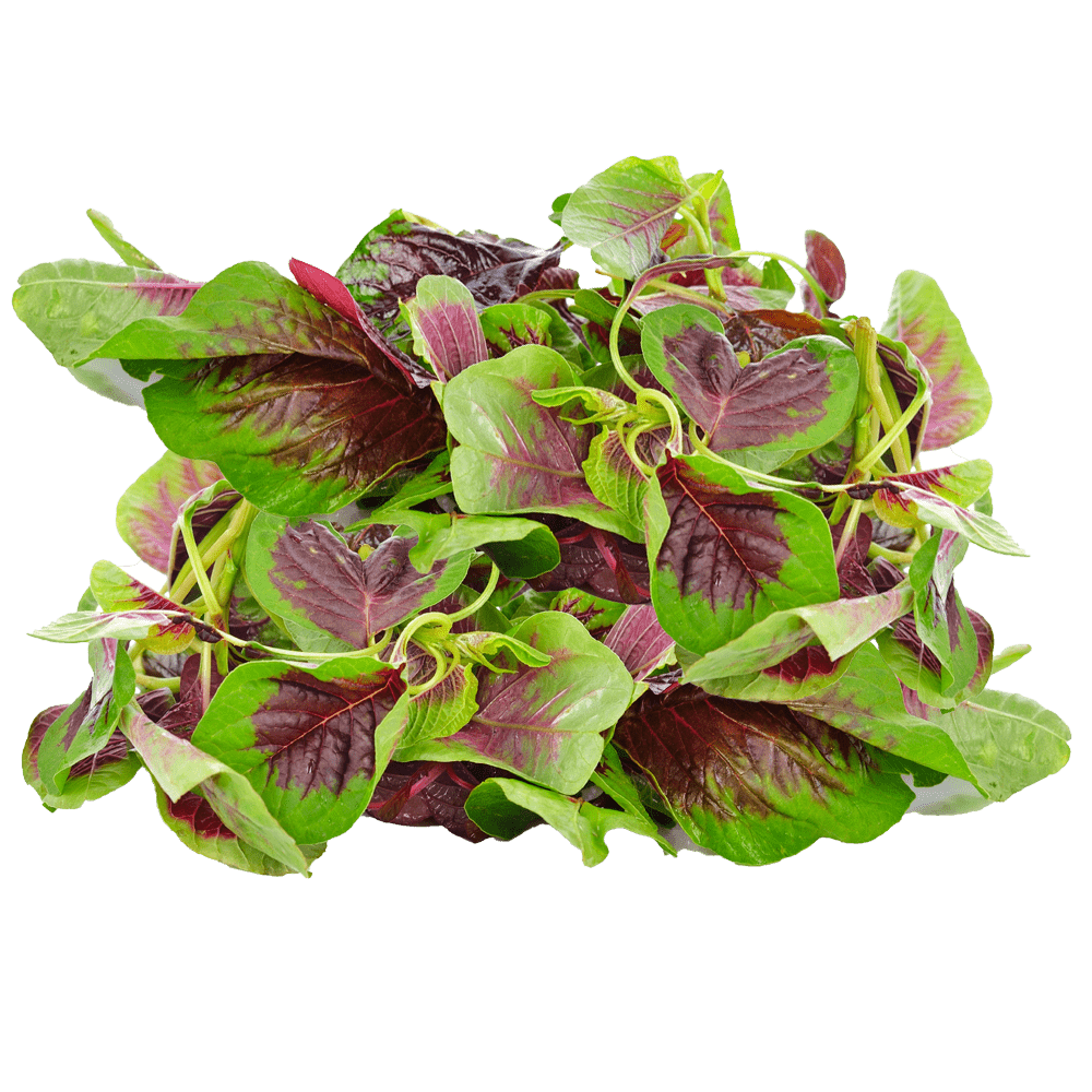 callaloo-amaranth