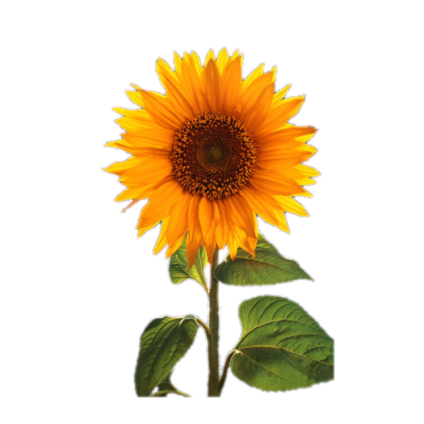 Sunny Smile Sunflower – Rise Gardens