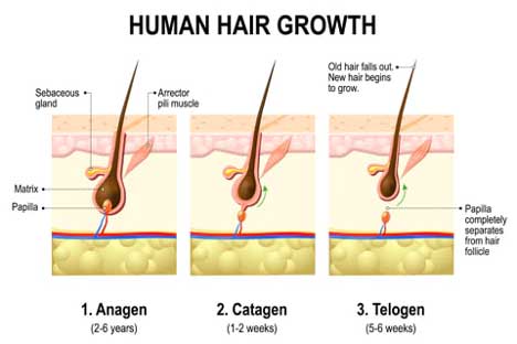 3 phases of hair growth