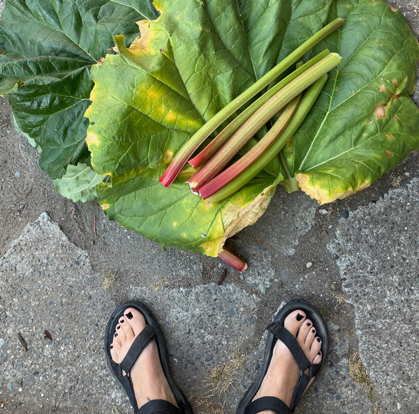 Rhubarb with Feet for Scale