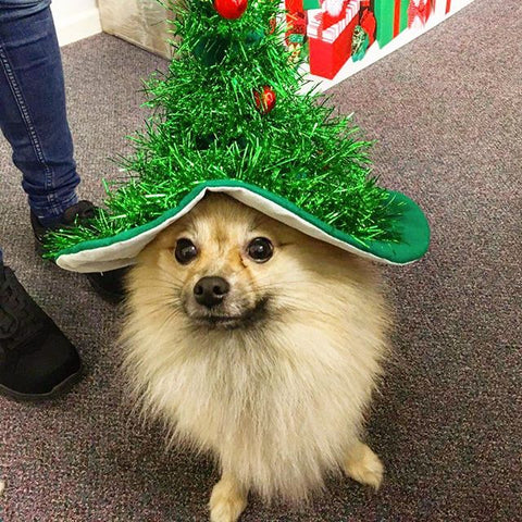 Juno-Christmas-Dog