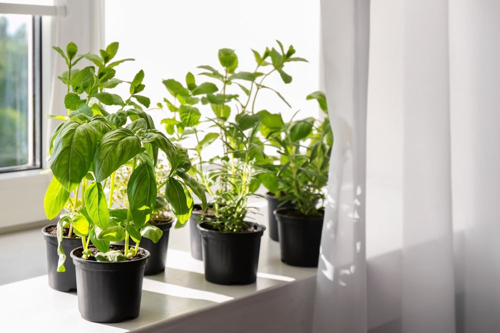 Create an indoor herb garden 