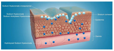 Skin layers, skin structure picture with different Hyaluronic Acid molecules penetrating from the epidermis to the dermis