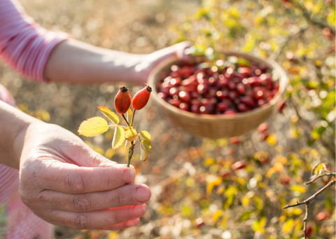 Récolte du fruit de la rose musquée 