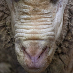 Photo by Chantel Renae showing merino sheep wool folds