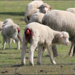 Mulesed sheep