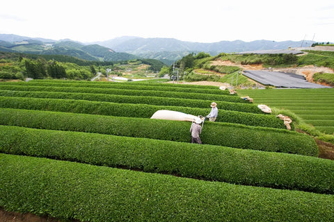 Two tea producers harvesting tea in Fukuoka, Japan