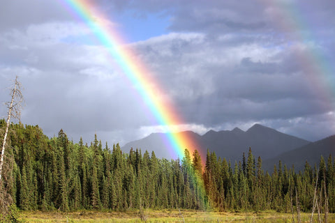 Rainbow Forest; Image by brigachtal from Pixabay 