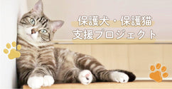 保護犬保護猫.jpg__PID:6117d704-c55d-4b14-82b8-f7f232bc5eda