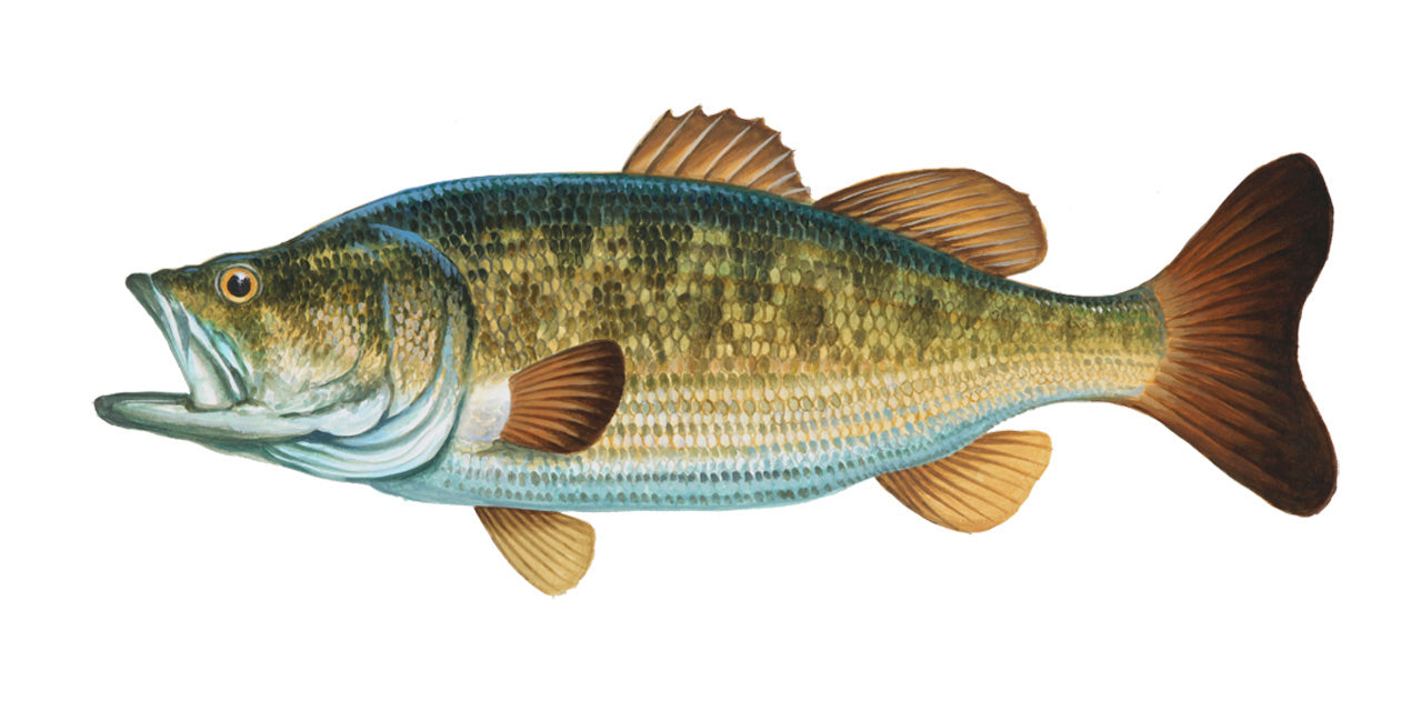 bass fish painting