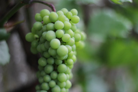 wine grape 