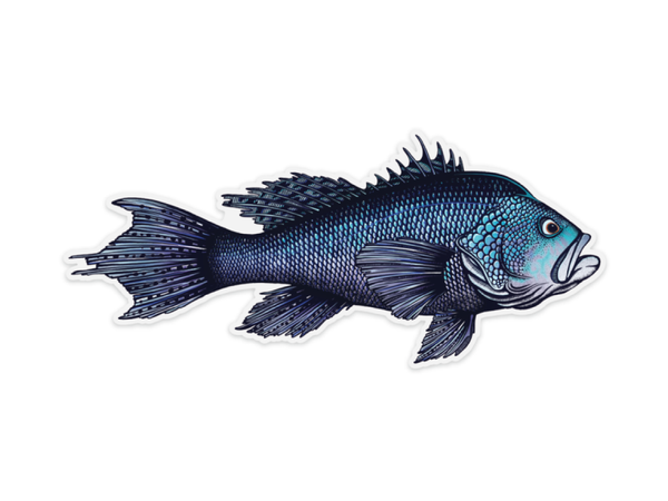 25-inch Black Sea Bass