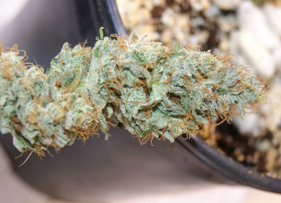 Top 8 Most Potent, HighTHC Marijuana Strains HelloMD