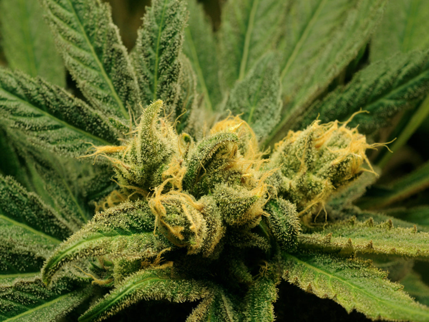 The 5 Most Popular Strains of Cannabis HelloMD
