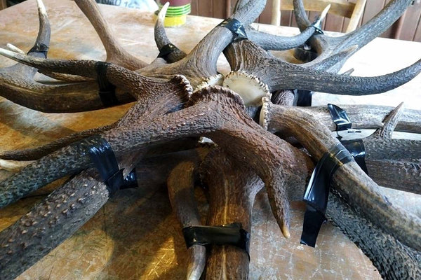 Les bois de cerf maintenus en place par du ruban adhésif