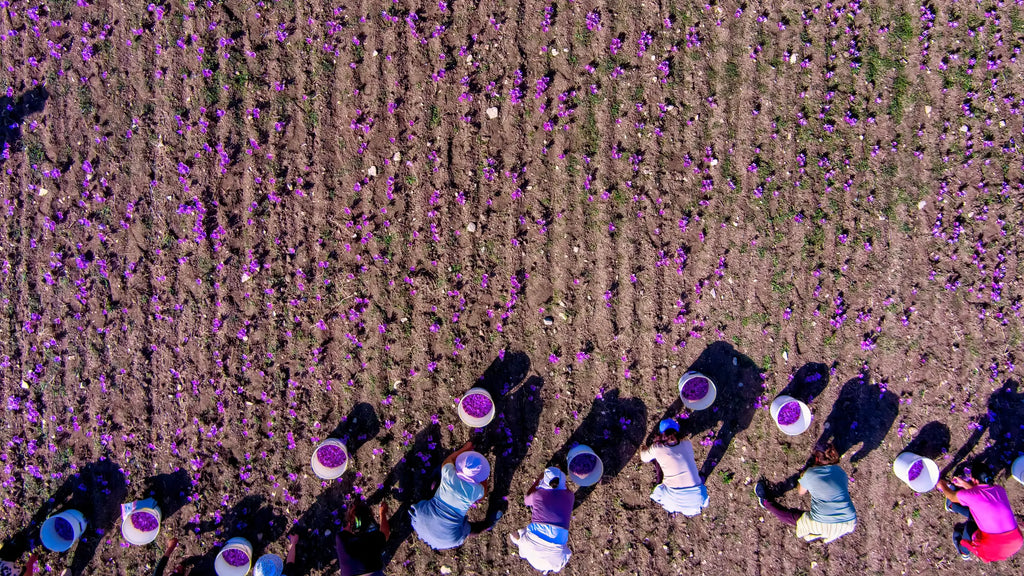 saffron field, sky view