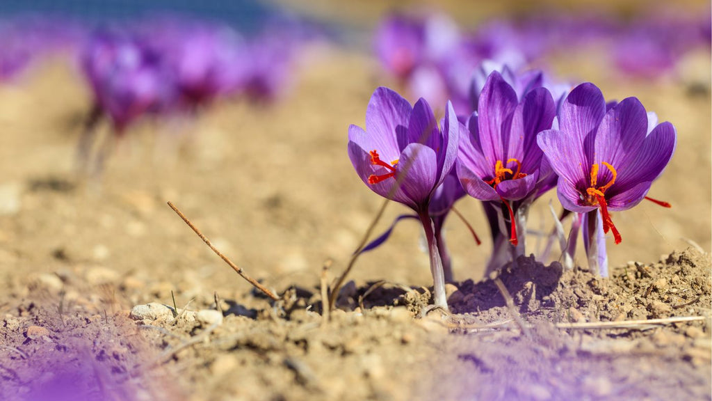 saffron flowers 