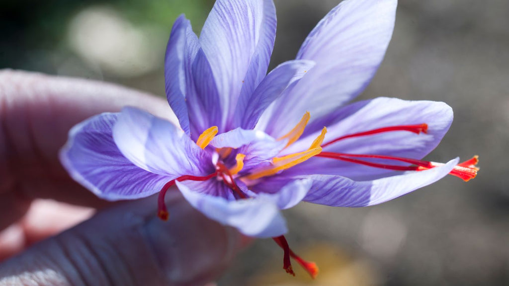 saffron-flower