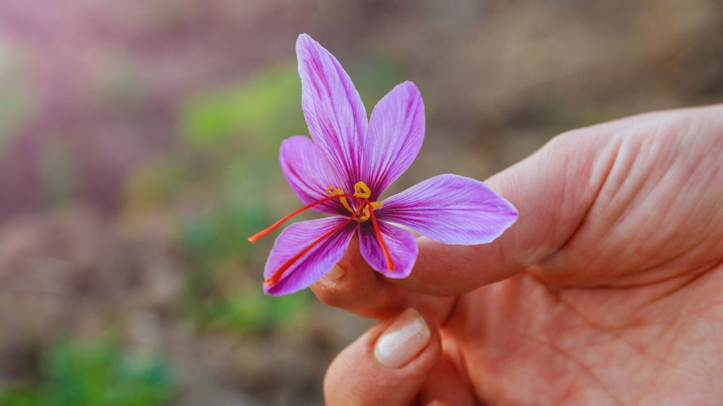 saffron flowe