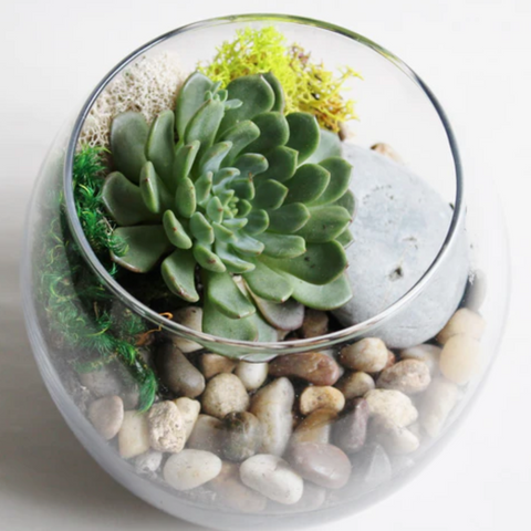 A succulent terrarium with rocks and moss on a white background