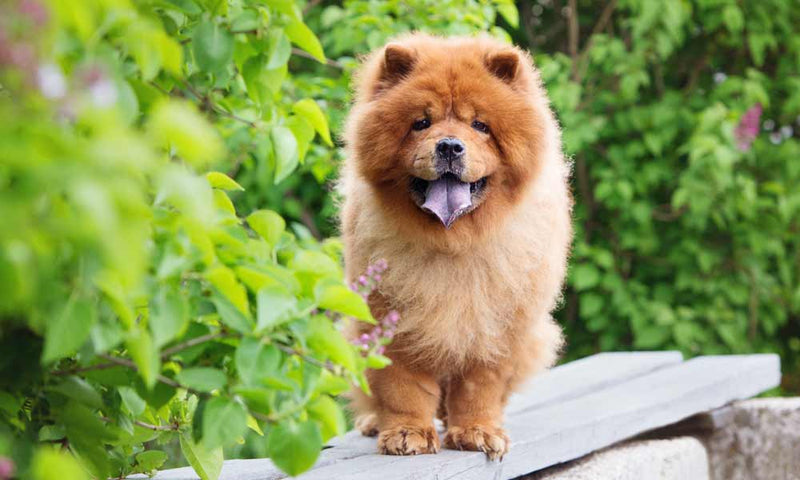 Chow Chow Laes Om Hunderacen Her Petdreams Dk