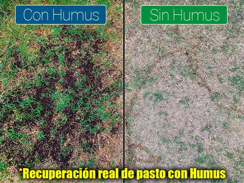 Humus de lombriz aplicado en pasto