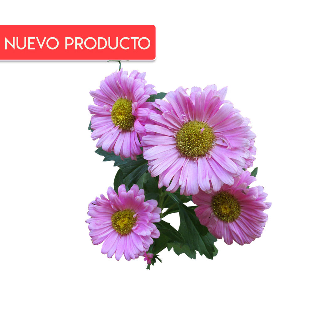 Semillas de Aster – Agrorganicos