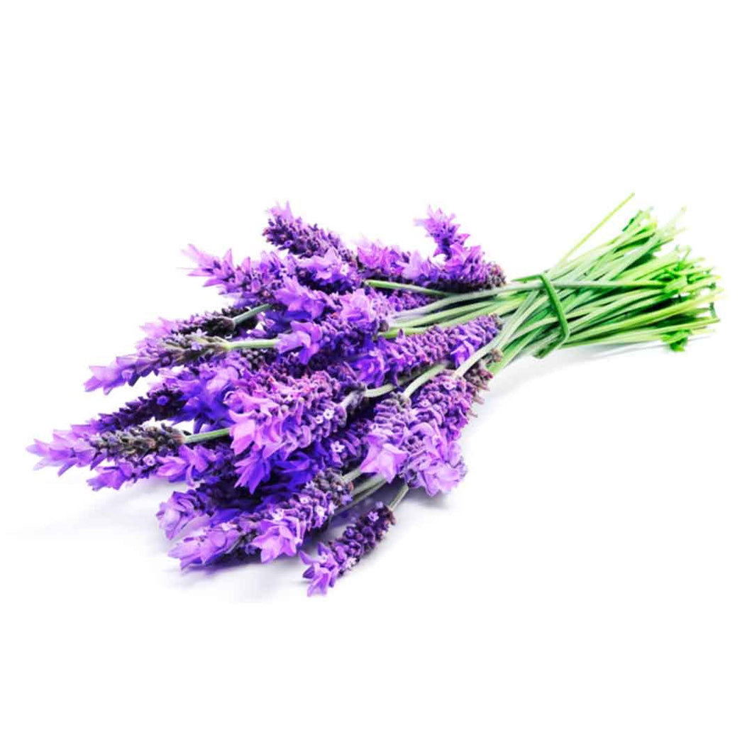 ▷ Compra aquí tus Semillas de Lavanda - Agrorganicos