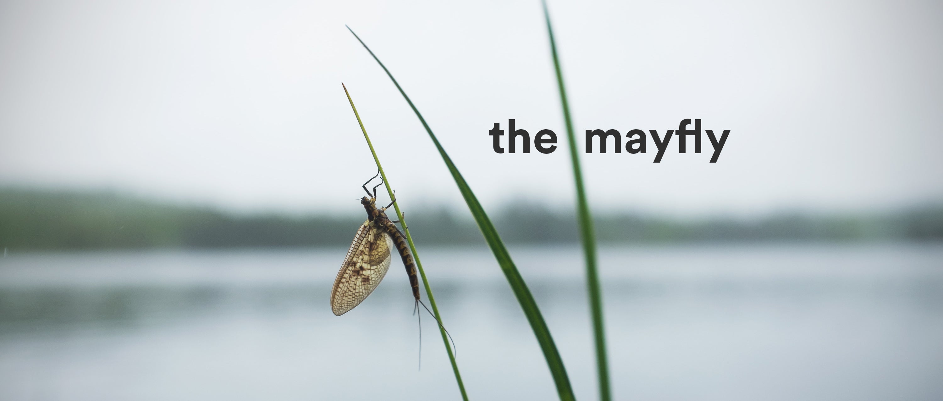 Mayfly_thumnail_title.jpg?776