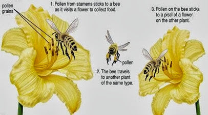 the benefits of bees