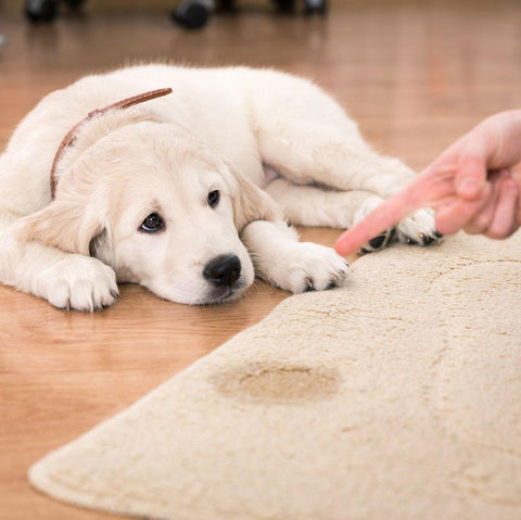 Pee-pad-for-dogs