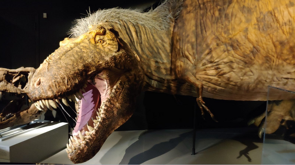 Le vrais visage d'un T.rex