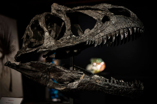La vente de fossiles de dinosaure inquiète les paléontologues