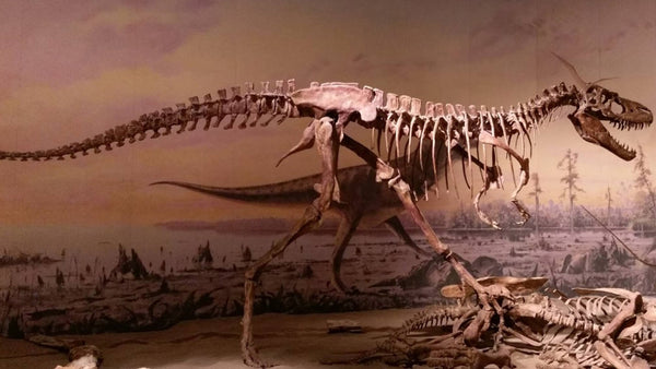 Squelette de T.rex