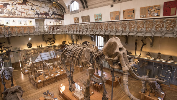 La galerie de la paléontologie à Paris
